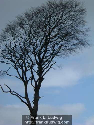 Lone Tree
